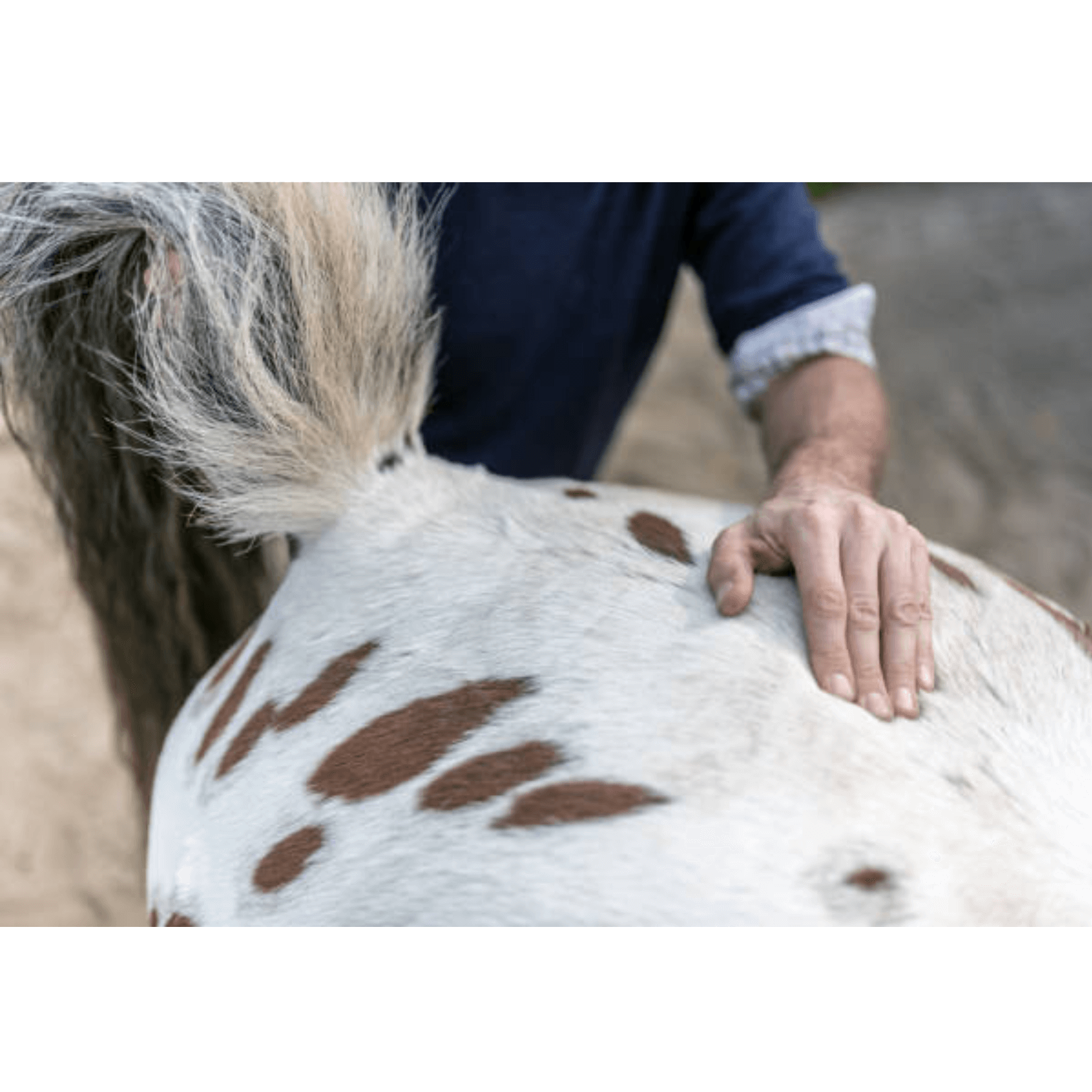effleurage massage détente cheval